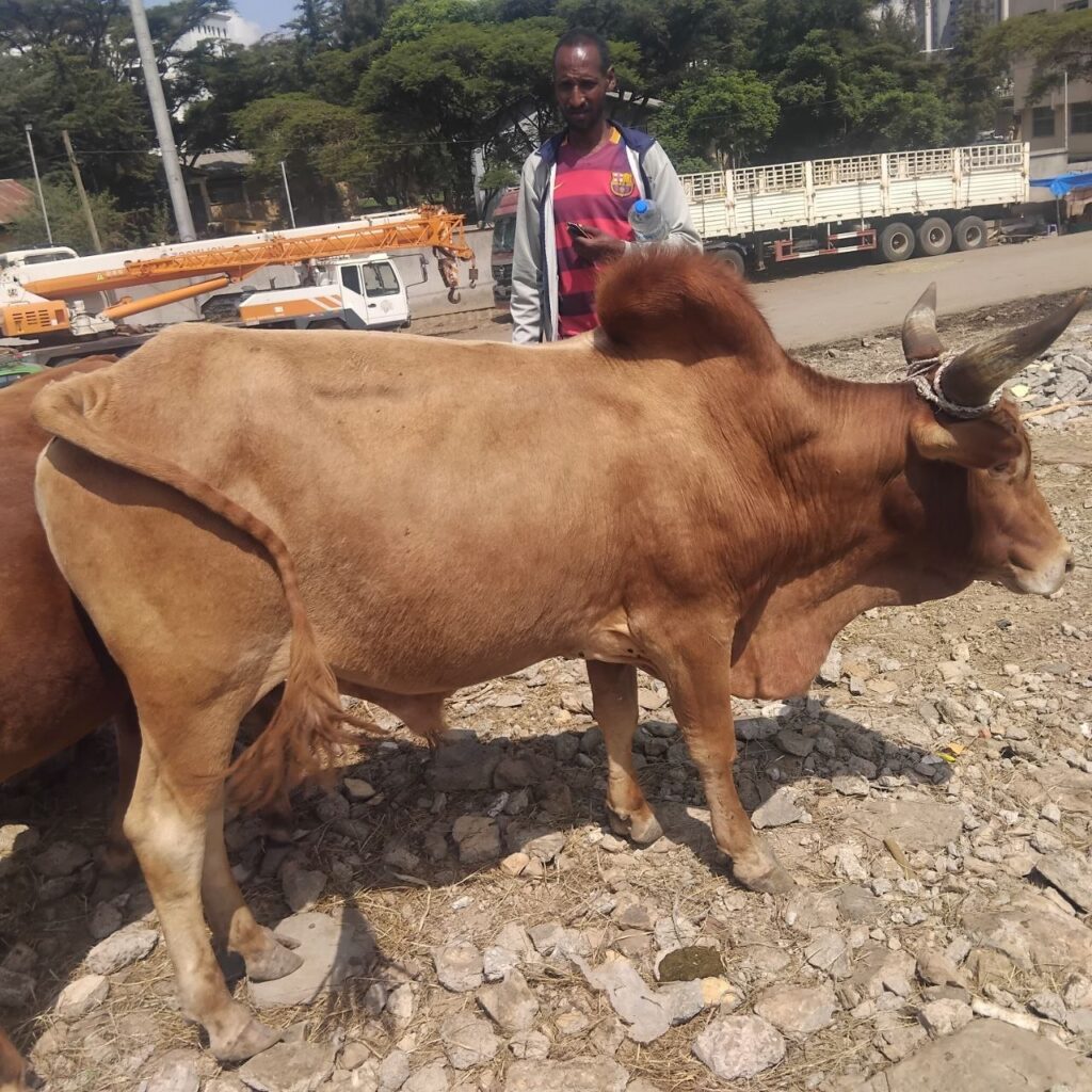UDHIYAHQURBANI 1