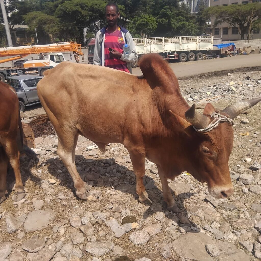 UDHIYAHQURBANI 2